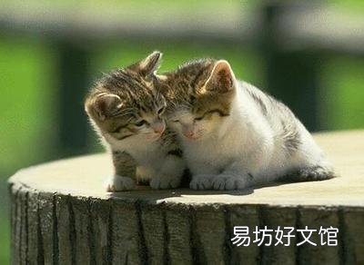 养猫的人缺爱还是被爱 女人养猫的深层意义