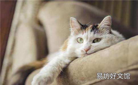 养猫的人缺爱还是被爱 女人养猫的深层意义