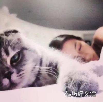 养猫的人缺爱还是被爱 女人养猫的深层意义