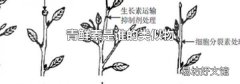 青鲜素是谁的类似物