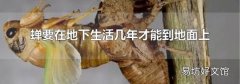 蝉要在地下生活几年才能到地面上