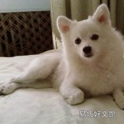 狗什么时候开始认主人幼犬认主的时间与表现