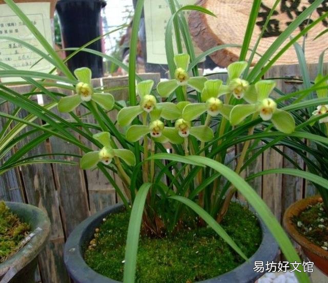 蘭花葉夾干了是什么原因 蘭花葉夾過早干枯怎么處理