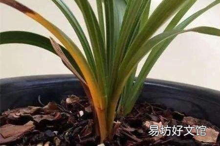 蘭花葉夾干了是什么原因 蘭花葉夾過早干枯怎么處理
