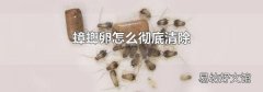 蟑螂卵怎么彻底清除