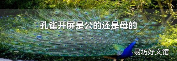 孔雀开屏是公的还是母的