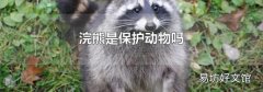 浣熊是保护动物吗