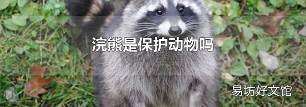 浣熊是保護動物嗎