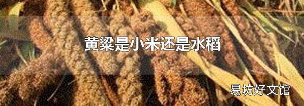 黃粱是小米還是水稻