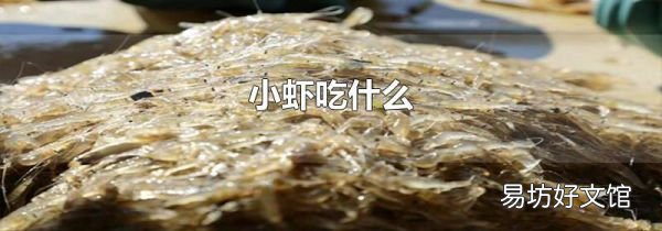 小虾吃什么