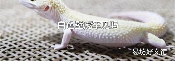 白色壁虎罕见吗