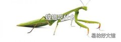 螳螂吃什么
