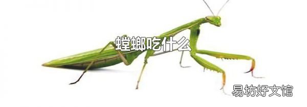 螳螂吃什么