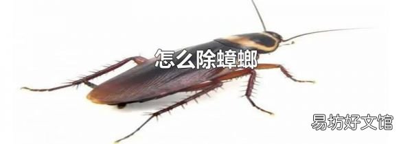 怎么除蟑螂