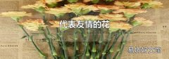 代表友情的花