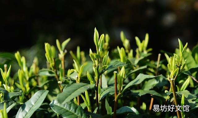 每天喝茶葉茶有什么好處 喝茶真的有益身體健康嗎