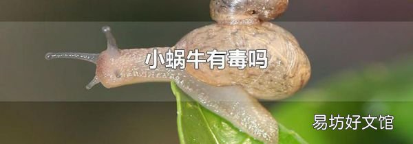 小蜗牛有毒吗