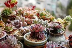 女性家居饰品摆件技巧 这五款家装饰品既美观又经济实惠