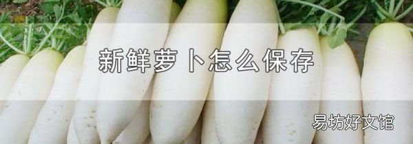 新鮮蘿卜怎么保存