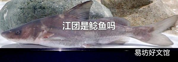 江团是鲶鱼吗