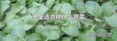 冬至适合种什么蔬菜