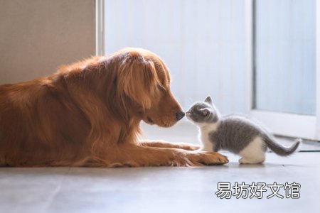 铲屎官该给狗狗补锌吗 补多容易狗狗锌中毒
