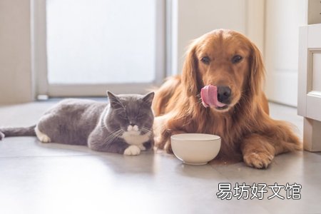 铲屎官该给狗狗补锌吗 补多容易狗狗锌中毒