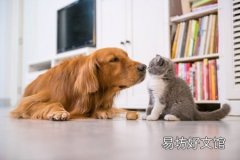 铲屎官该给狗狗补锌吗 补多容易狗狗锌中毒