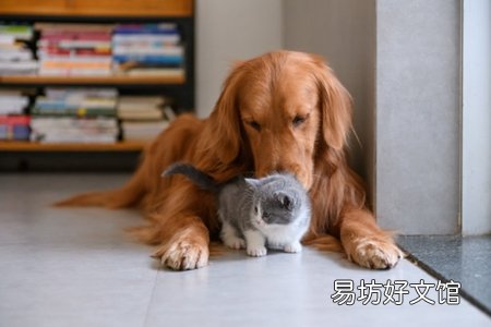 铲屎官该给狗狗补锌吗 补多容易狗狗锌中毒
