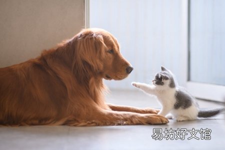 铲屎官该给狗狗补锌吗 补多容易狗狗锌中毒