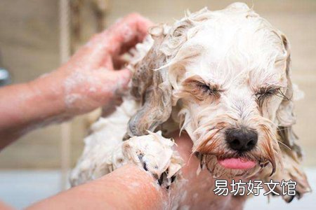 狗洗澡能用人的沐浴露吗?狗洗澡注意这五个事项