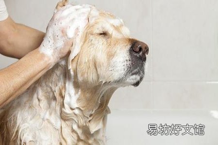 狗洗澡能用人的沐浴露吗?狗洗澡注意这五个事项