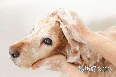 狗洗澡能用人的沐浴露吗?狗洗澡注意这五个事项