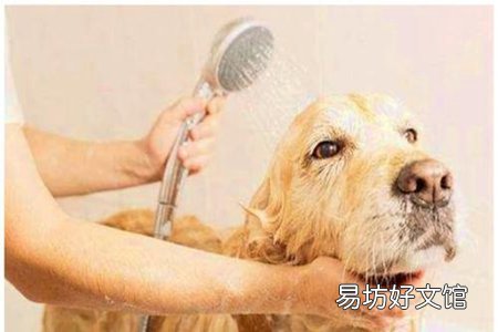 狗洗澡能用人的沐浴露吗?狗洗澡注意这五个事项