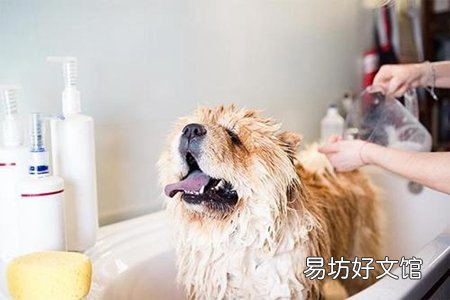 狗洗澡能用人的沐浴露吗?狗洗澡注意这五个事项