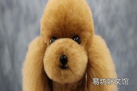 宠物美容去哪里好如何能系统学到宠物美容技巧