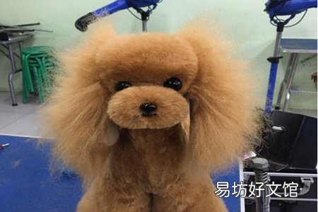 宠物美容去哪里好如何能系统学到宠物美容技巧
