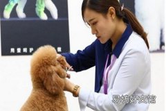 宠物美容去哪里好如何能系统学到宠物美容技巧