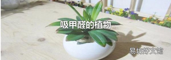 吸甲醛的植物