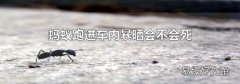 蚂蚁跑进车内暴晒会不会死