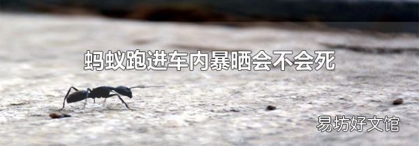蚂蚁跑进车内暴晒会不会死