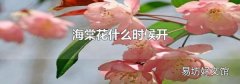 海棠花什么时候开