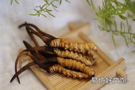 详解冬虫夏草的用量和吃法 这样食用才是最正确的