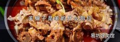 羊蝎子是羊的什么部位