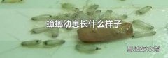 蟑螂幼崽长什么样子