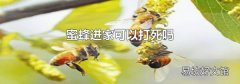 蜜蜂进家可以打死吗