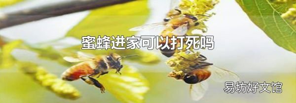 蜜蜂进家可以打死吗