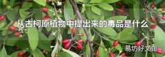 从古柯原植物中提出来的毒品是什么