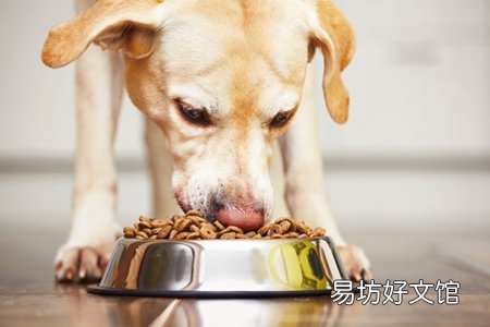 拉布拉多犬好養(yǎng)嗎 養(yǎng)這犬種需要注意這三個(gè)方面問題