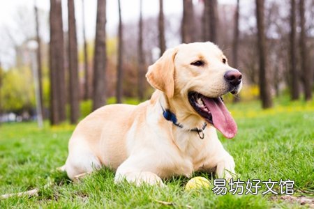 拉布拉多犬好養(yǎng)嗎 養(yǎng)這犬種需要注意這三個(gè)方面問題